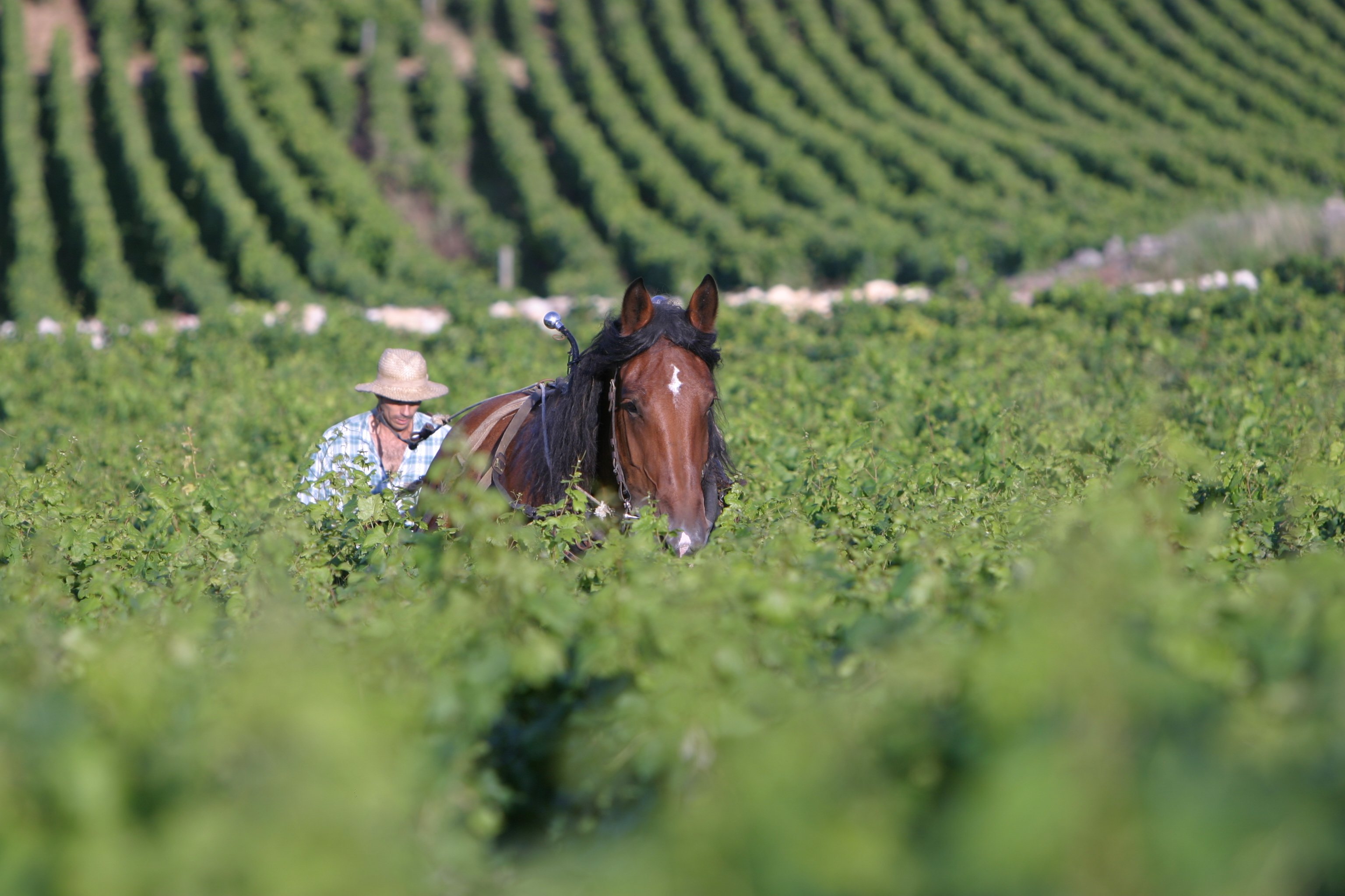 JosephDrouhin_Plowing